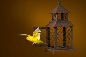 bird_escaping_from_cage